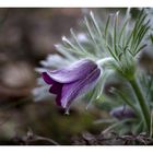 Pulsatilla