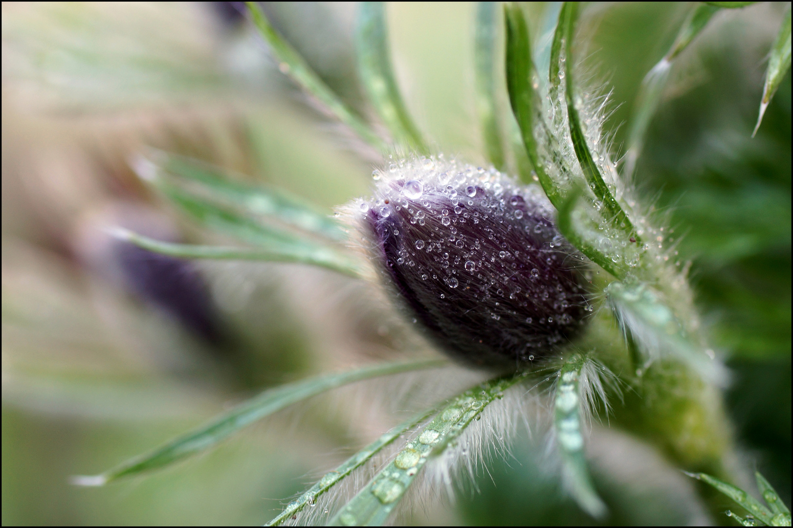 Pulsatilla