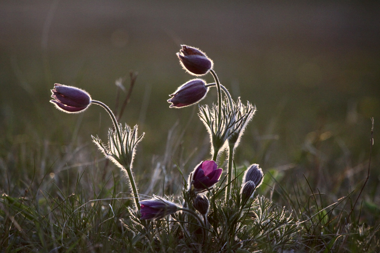 Pulsatilla