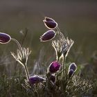 Pulsatilla