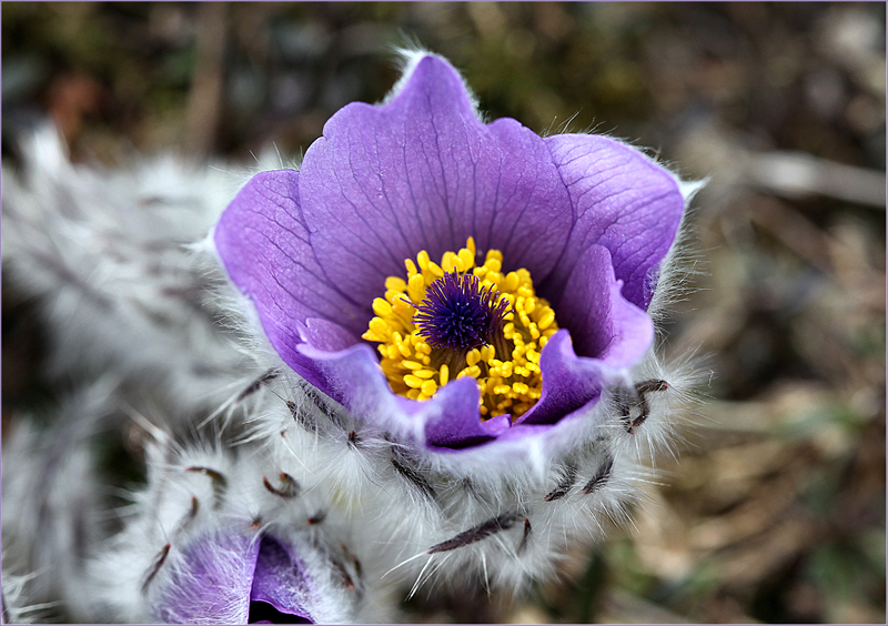 Pulsatilla