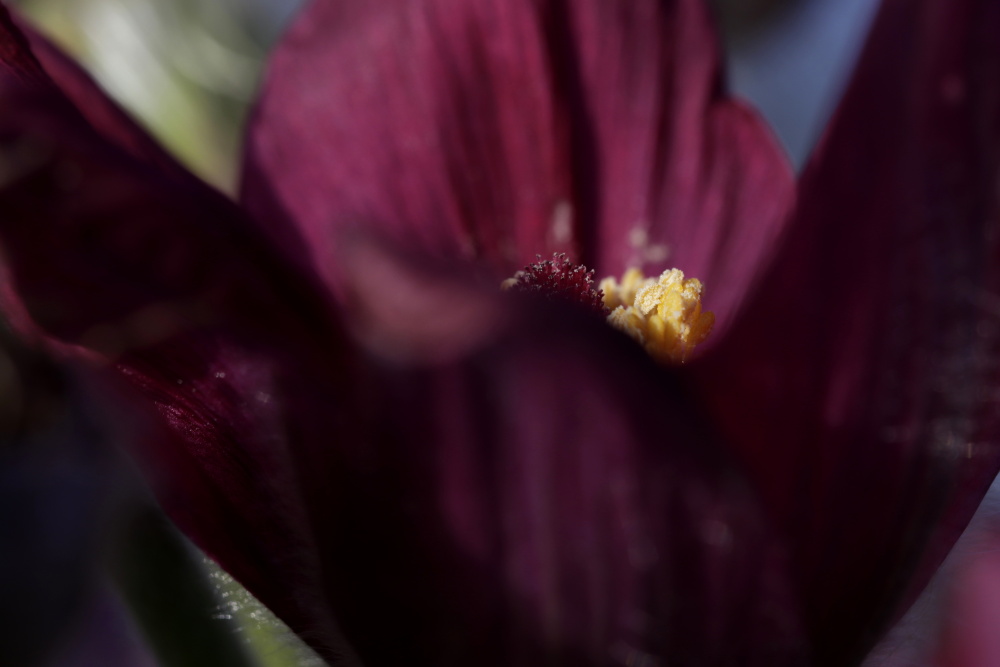 Pulsatilla