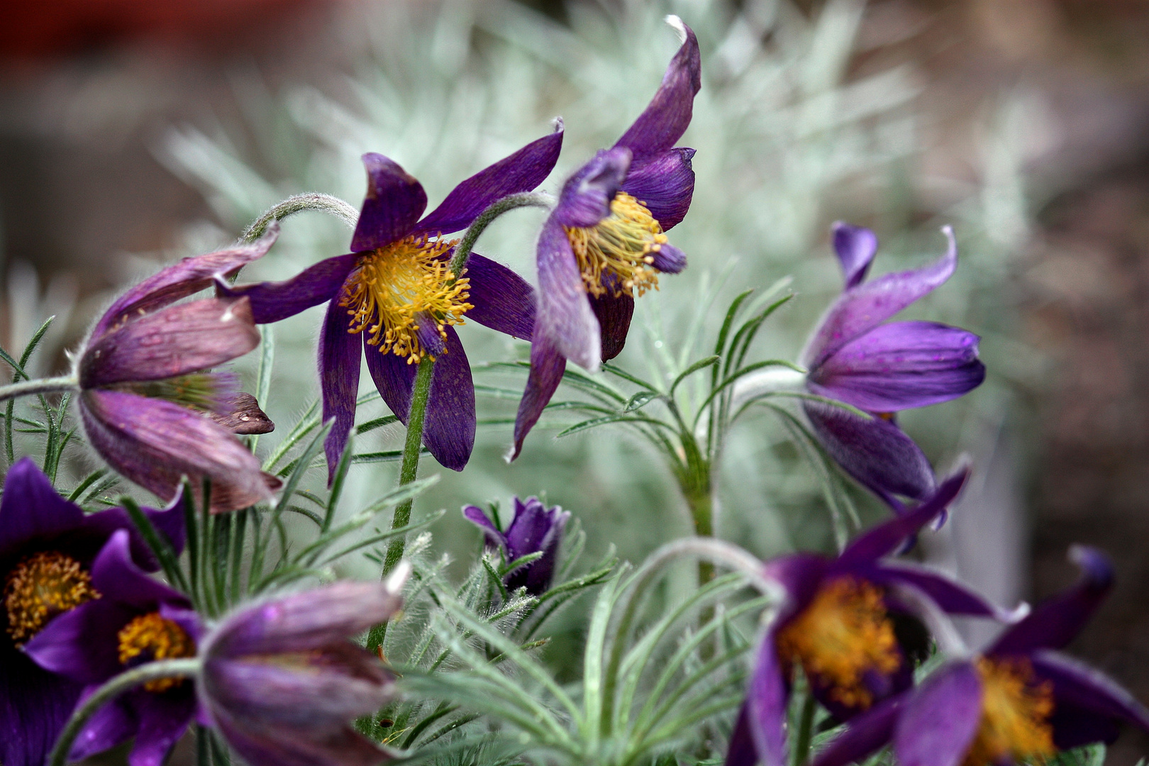 Pulsatilla