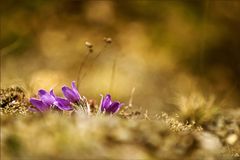 Pulsatilla