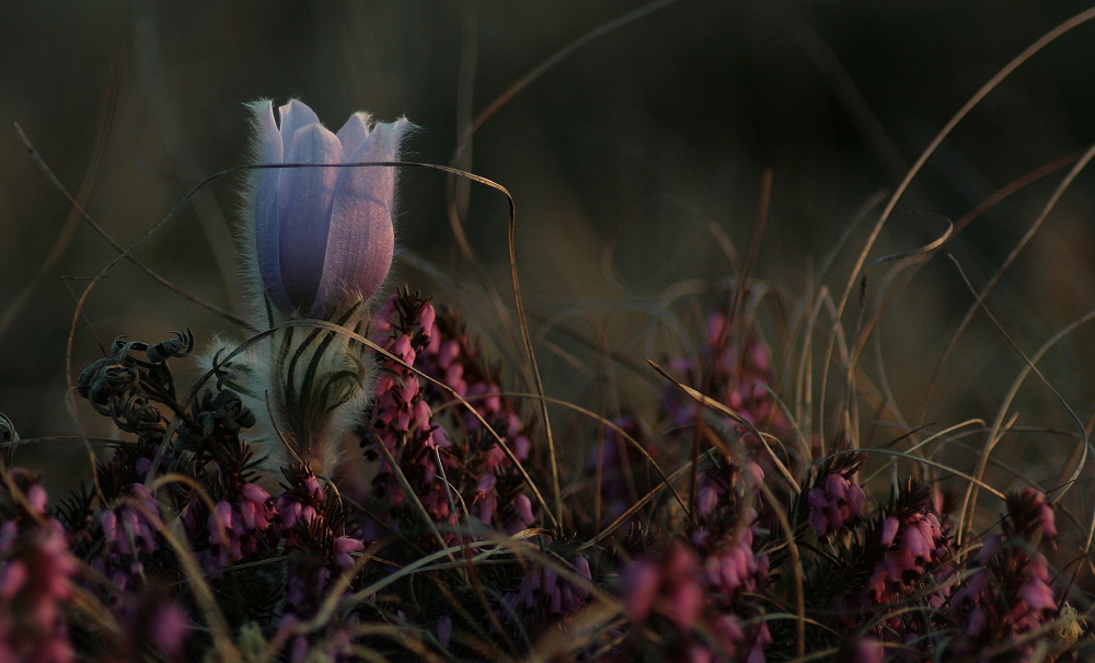 Pulsatilla von Helene Seidl 