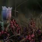 Pulsatilla