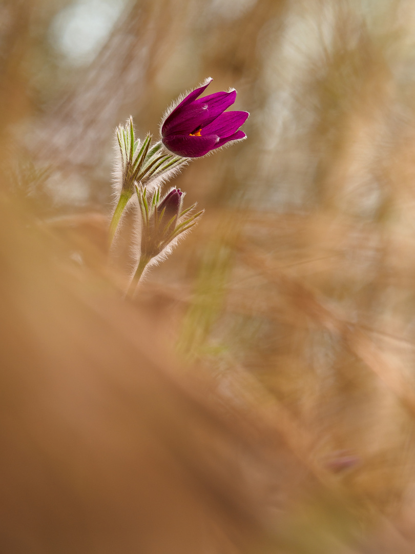 Pulsatilla