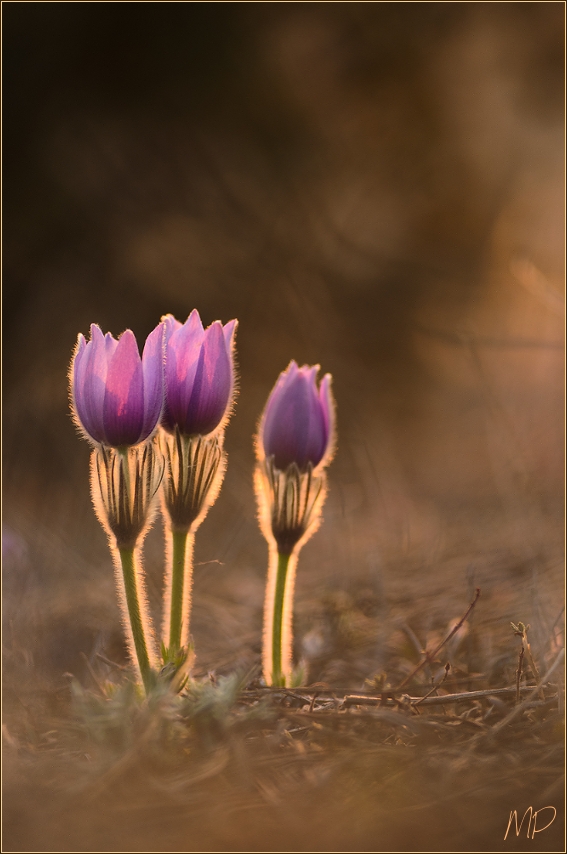 Pulsatilla