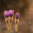 Pulsatilla