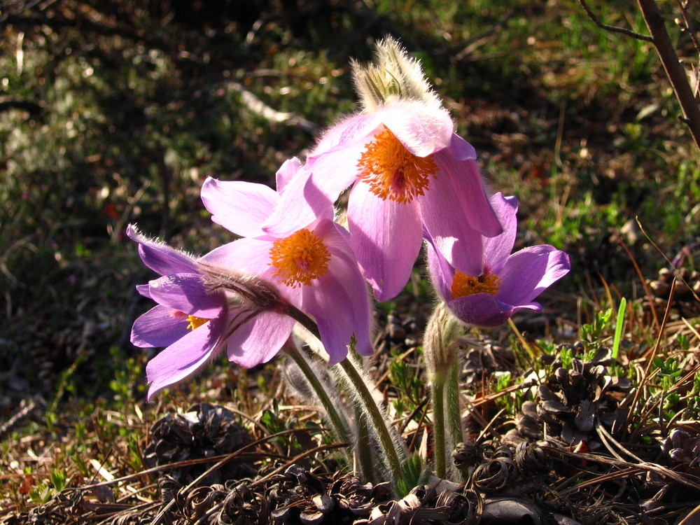 Pulsatilla