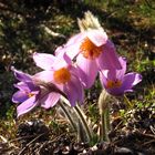 Pulsatilla