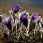 Pulsatilla