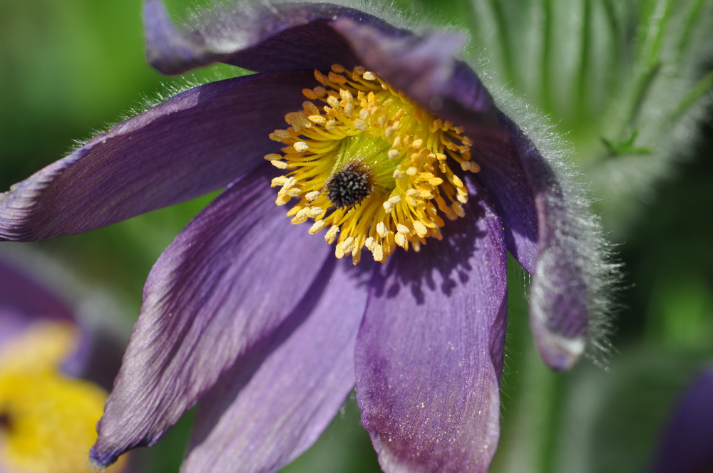 pulsatilla