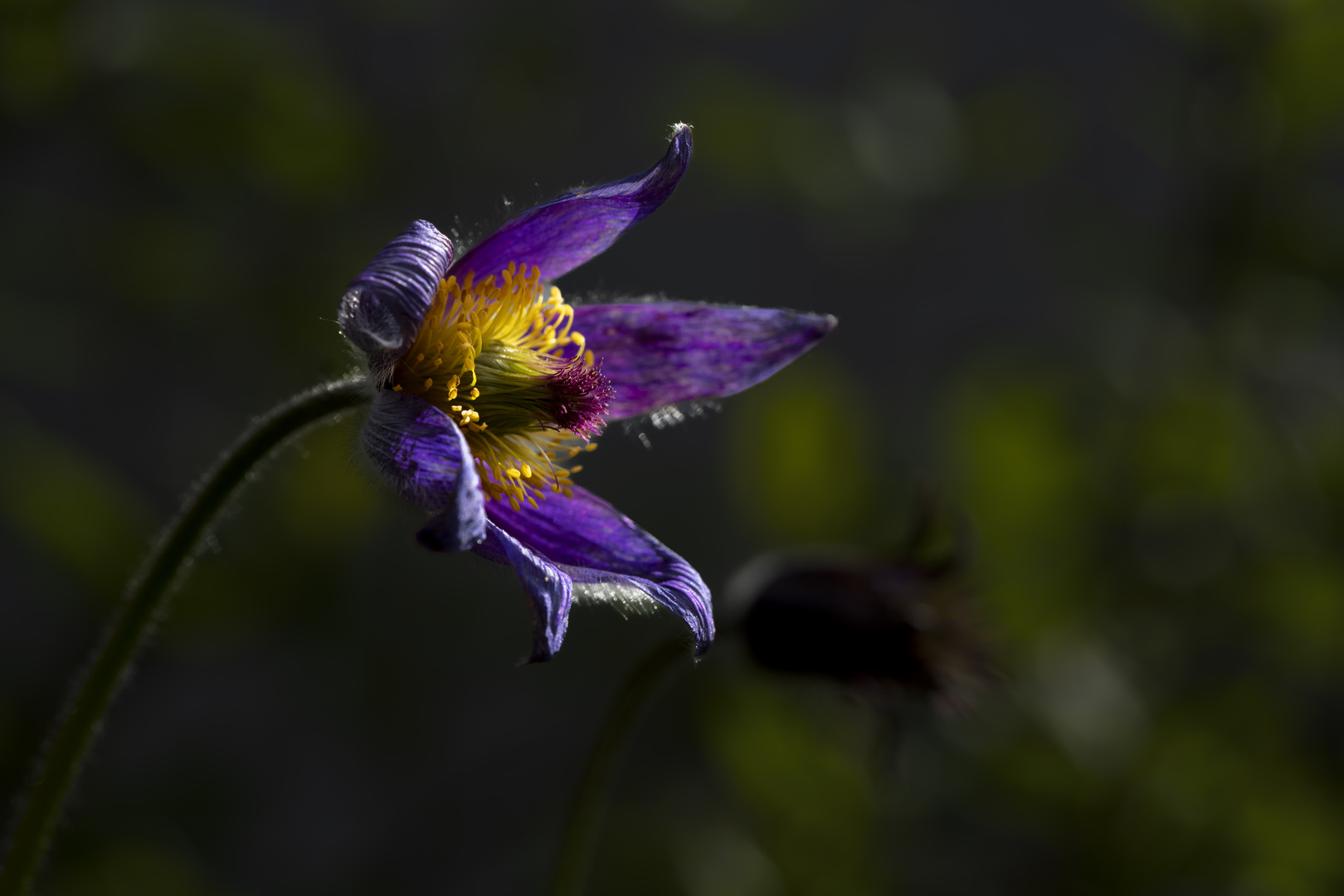 Pulsatilla