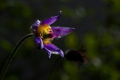 Pulsatilla