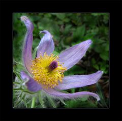 Pulsatilla