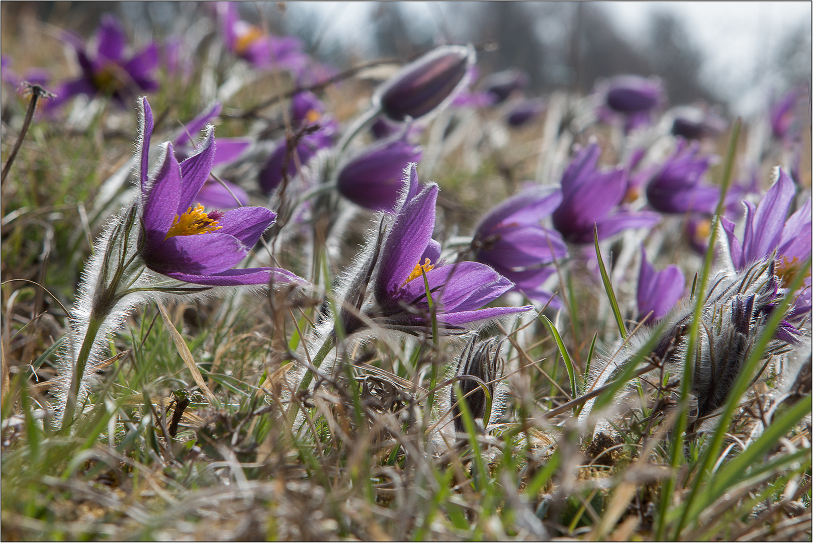 Pulsatilla