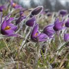 Pulsatilla