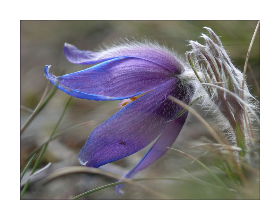 Pulsatilla