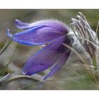 Pulsatilla