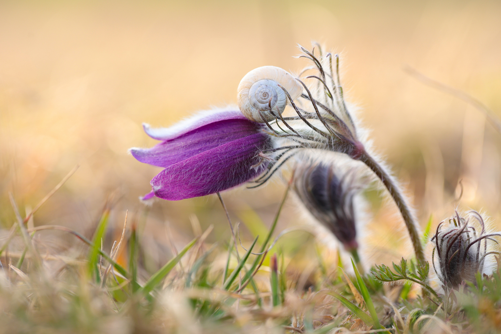 Pulsatilla