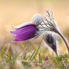 Pulsatilla