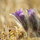 Pulsatilla