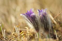 Pulsatilla