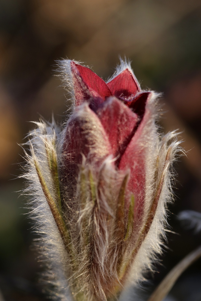 Pulsatilla