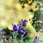 Pulsatilla