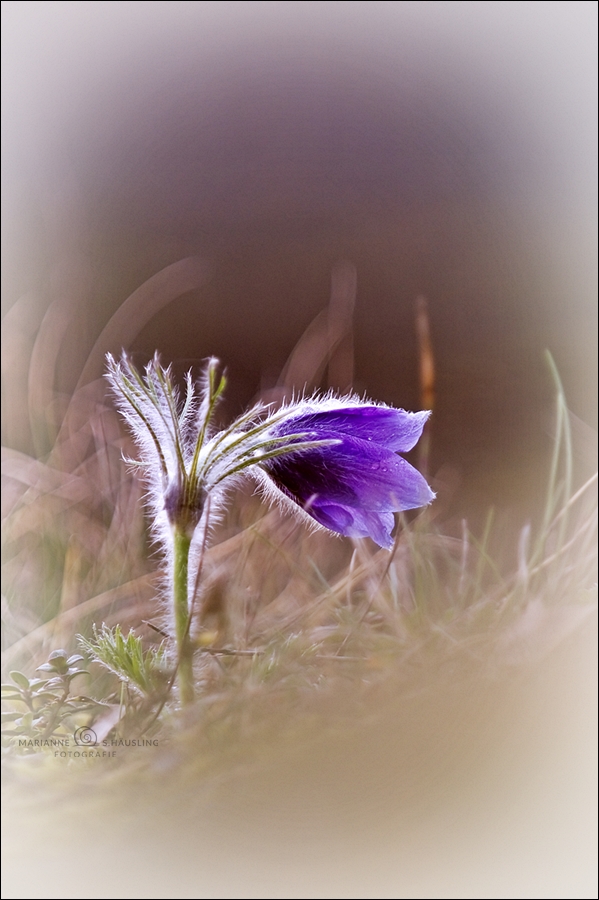 Pulsatilla....