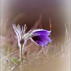 Pulsatilla....