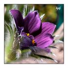 Pulsatilla