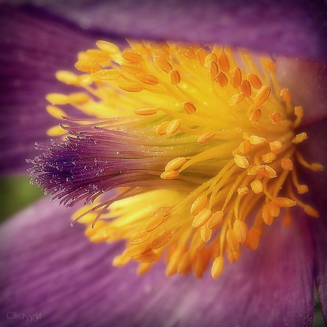 Pulsatilla