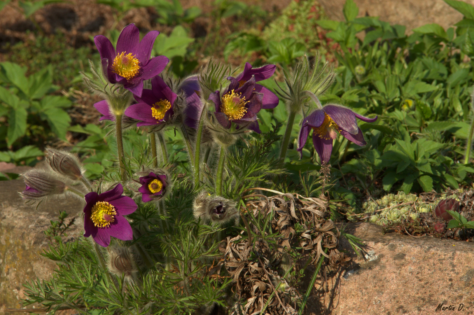 Pulsatilla