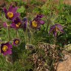 Pulsatilla