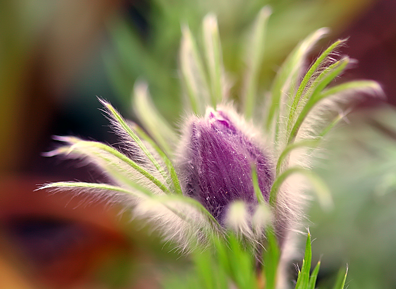 Pulsatilla