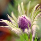 Pulsatilla