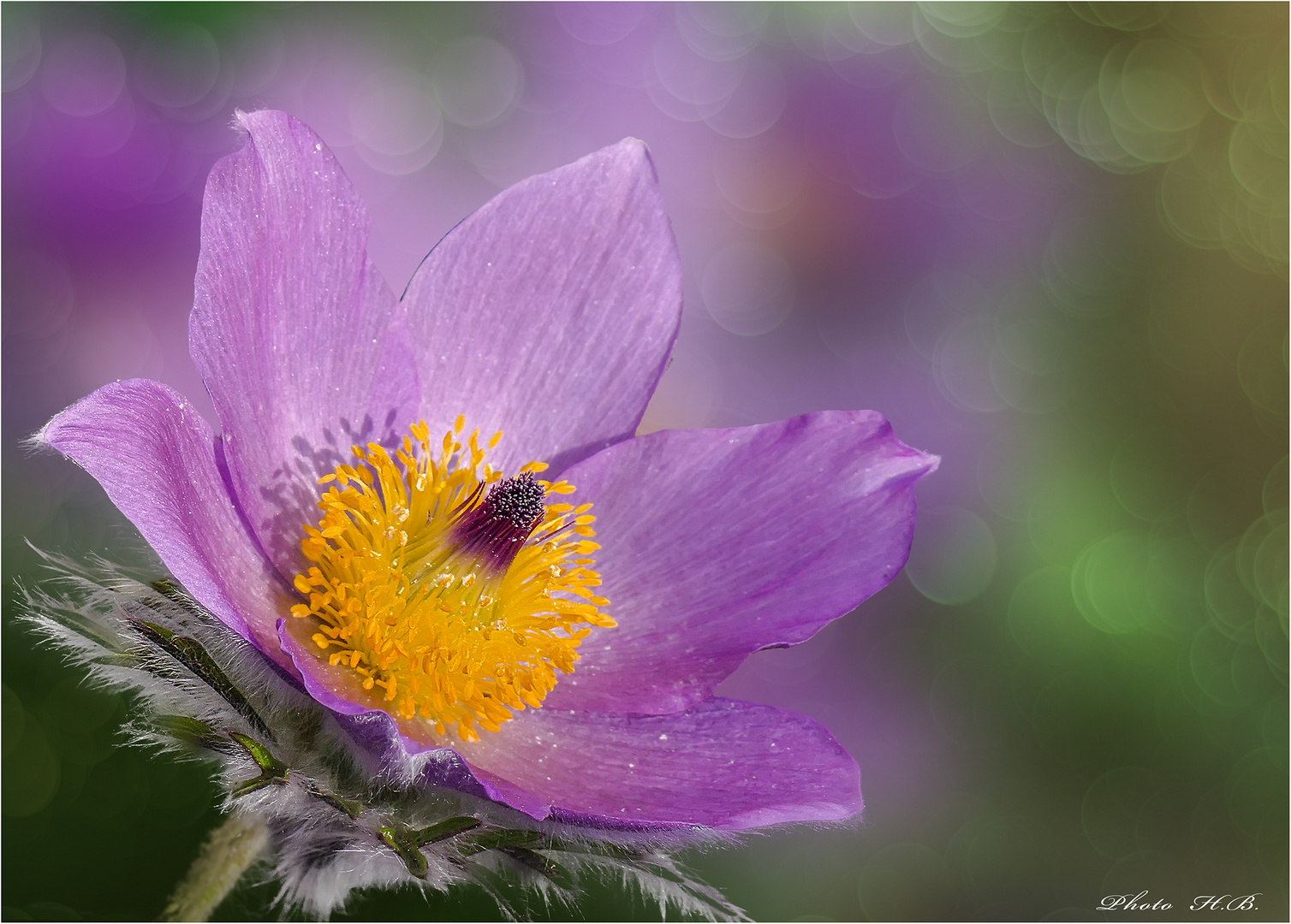 PULSATILLA