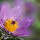 PULSATILLA