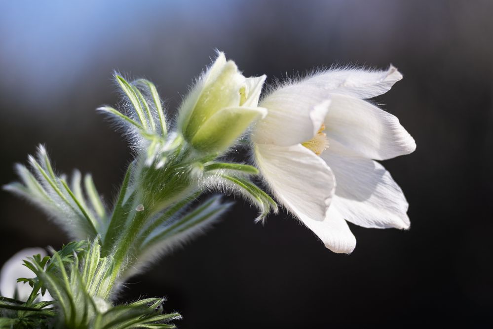 Pulsatilla