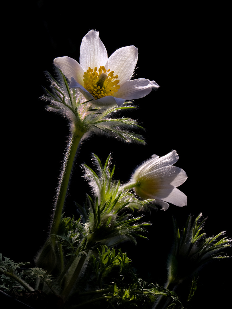 "Pulsatilla"