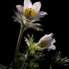 "Pulsatilla"