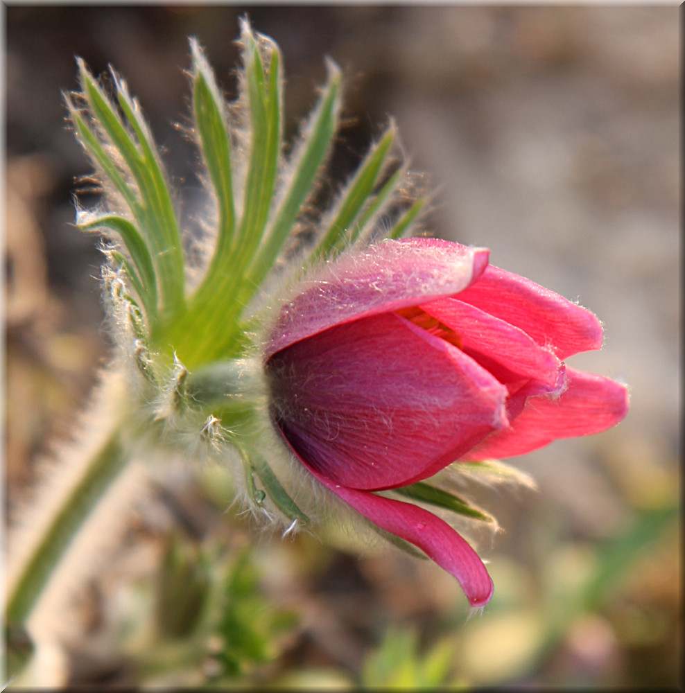 Pulsatilla