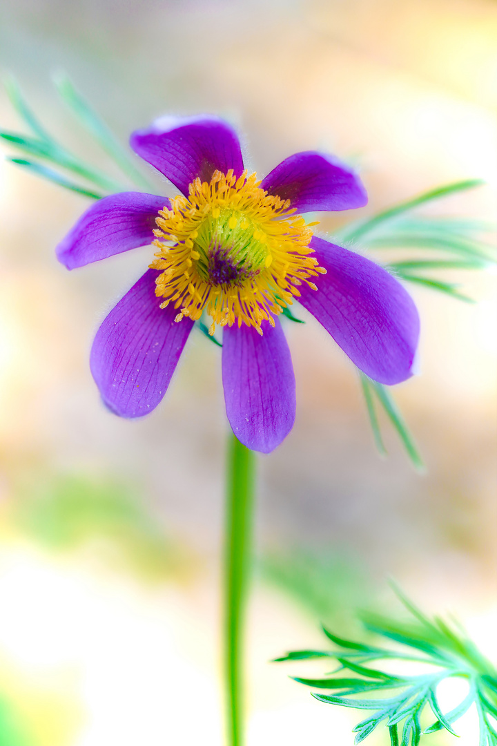 Pulsatilla