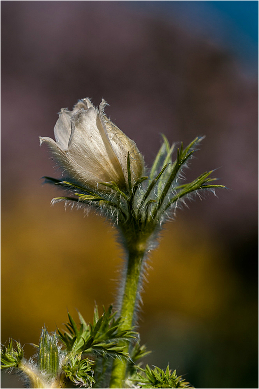 Pulsatilla