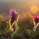 Pulsatilla