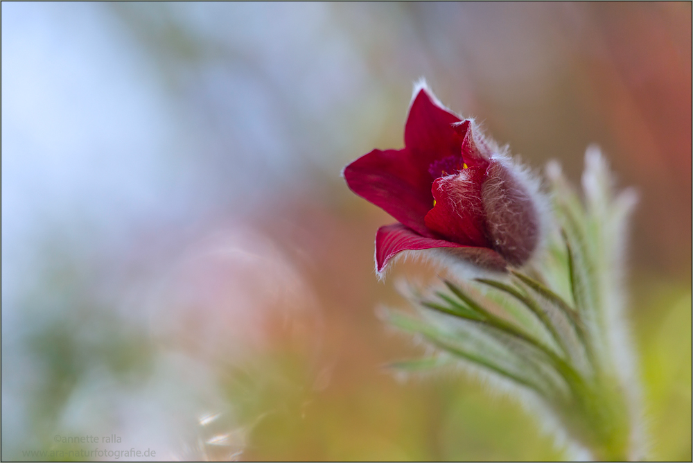 Pulsatilla