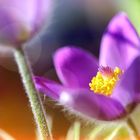 Pulsatilla Abend