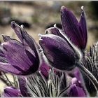 Pulsatilla